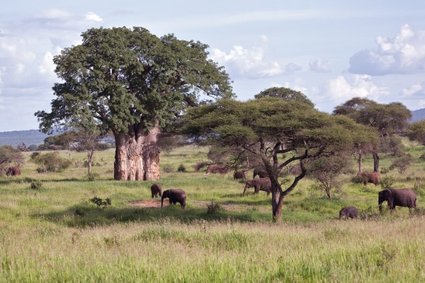 East Africa, Kenya - Tanzania 2012